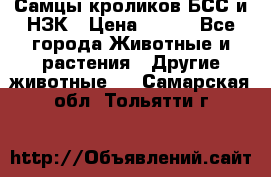 Самцы кроликов БСС и НЗК › Цена ­ 400 - Все города Животные и растения » Другие животные   . Самарская обл.,Тольятти г.